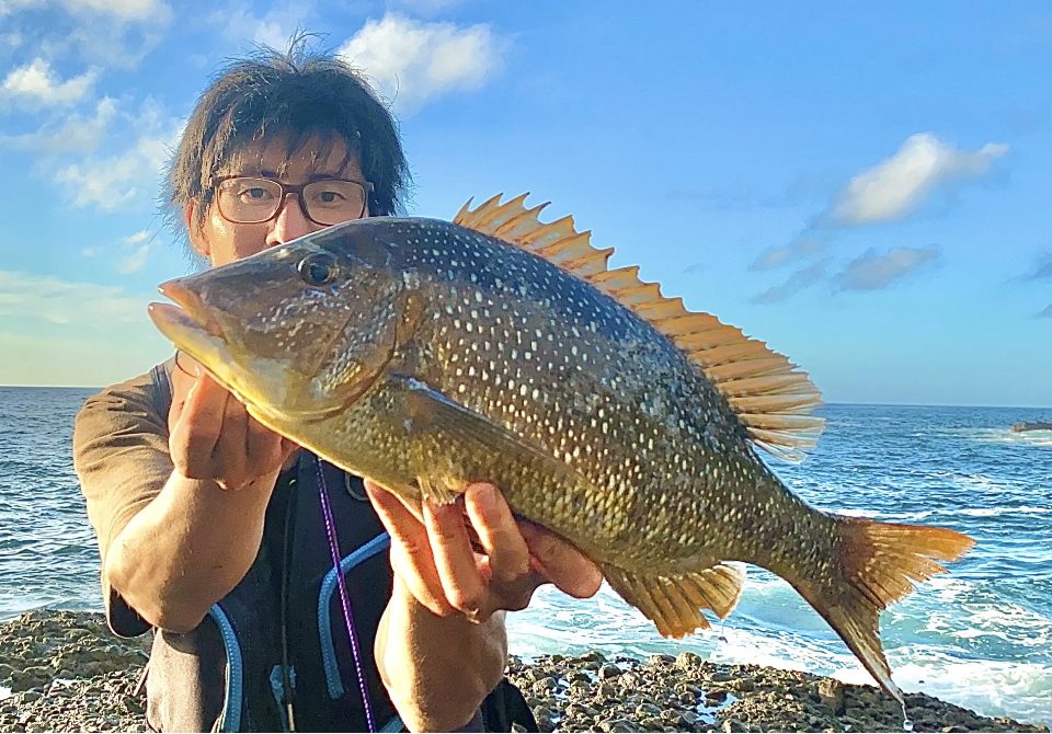 異常型・ペア】ギフチョウ（福井県産） 異常型・ペア】ギフチョウ