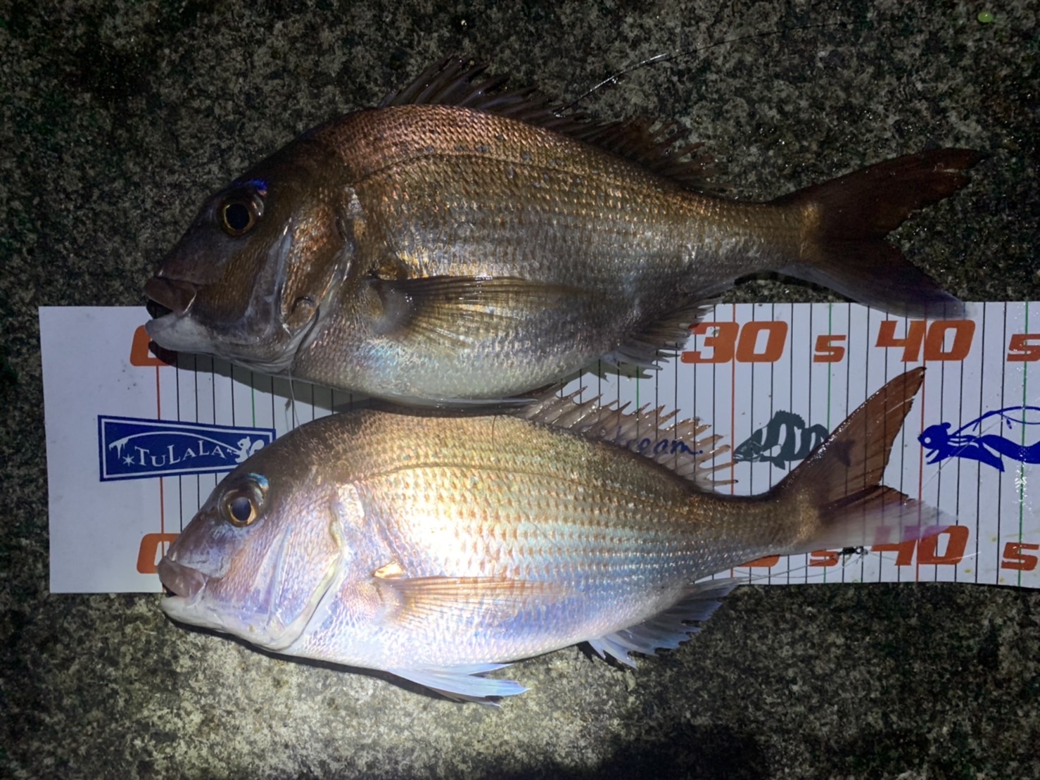 真鯛3匹5.5キロ前後写真の3匹です！！