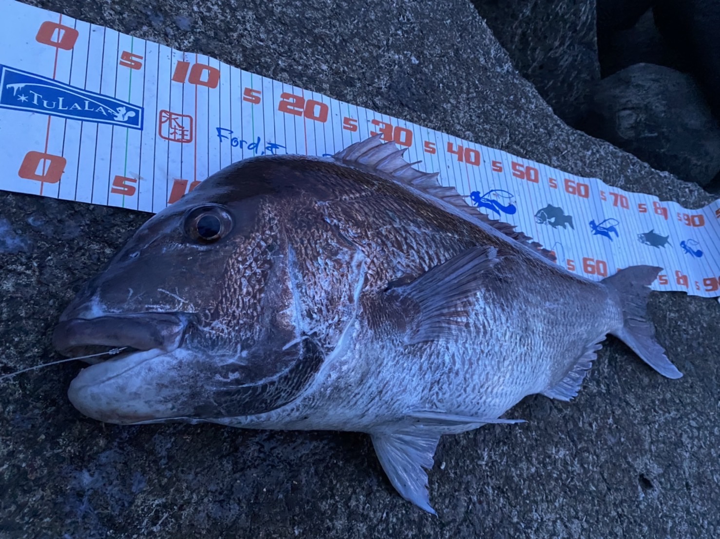 真鯛3匹5.5キロ前後写真の3匹です！！