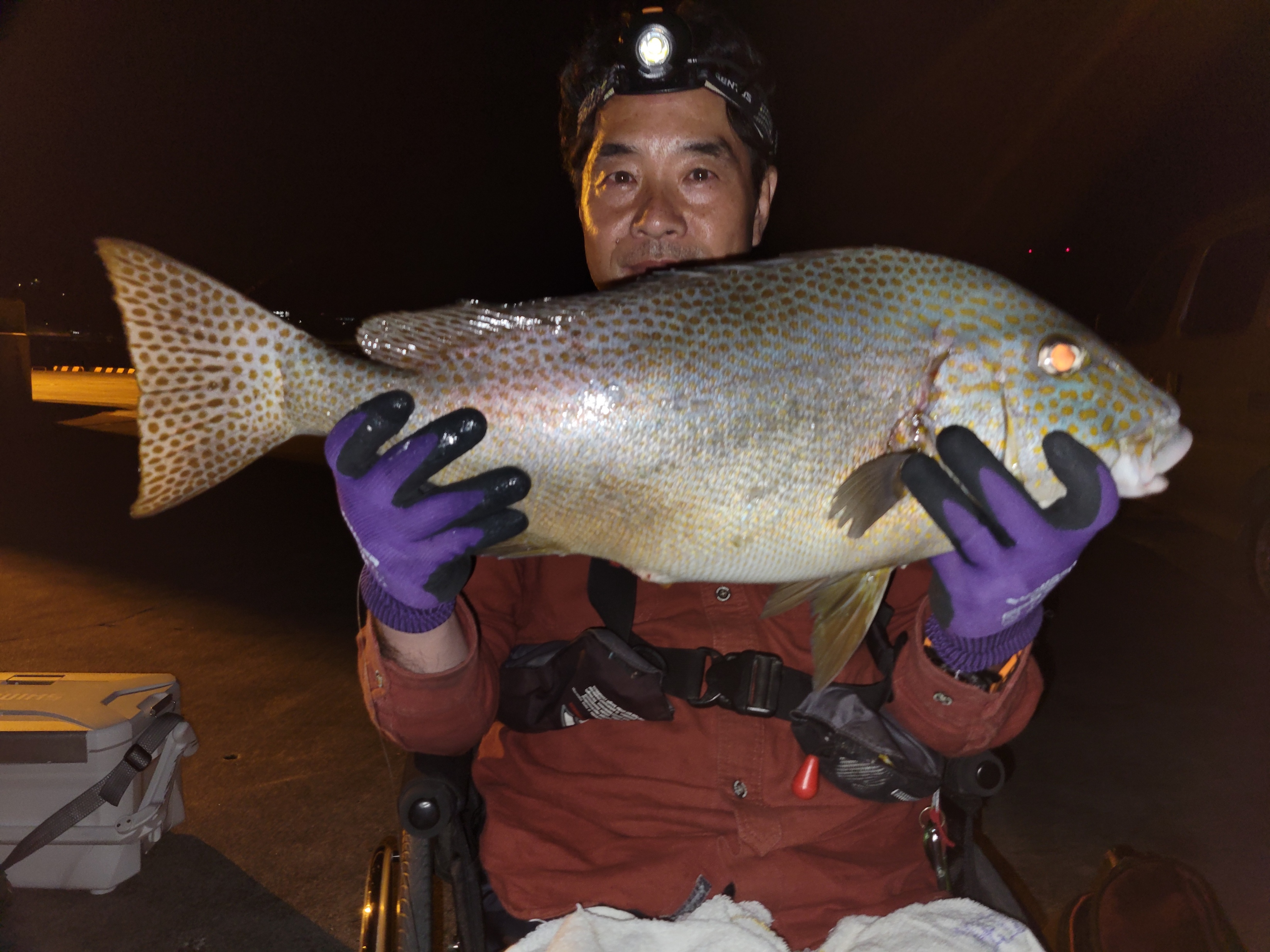 2023.5.26〜28 伊豆諸島 神津島のコロダイ、フエダイ（MNC舟橋氏