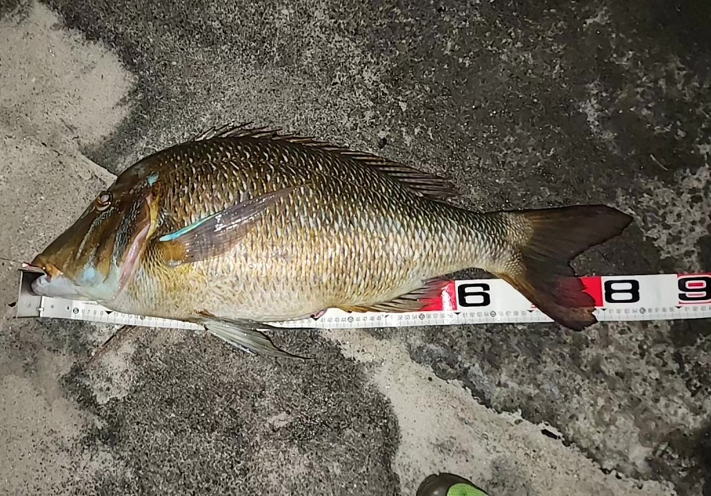 ハイサイ探偵団＆ミッドナイトキャスターズ 弩級タマン87cm